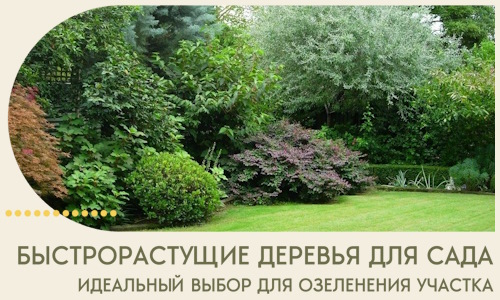Быстрорастущие деревья для сада идеальный выбор в Осинниках