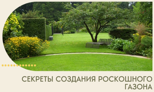 Секреты создания роскошного газона в Осинниках